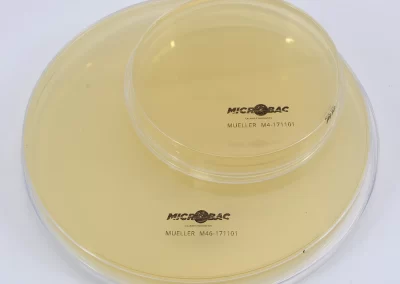 AGAR MUELLER 150X15 MM