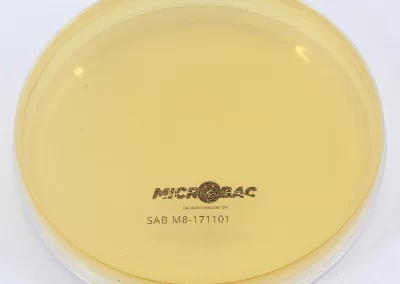 AGAR SABORAUD